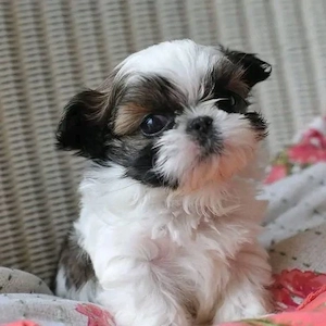 Shih-Tzu-Welpen zu verkaufen und zur Adoption   