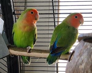 Rosenköpfchen handzahm zu verkaufen