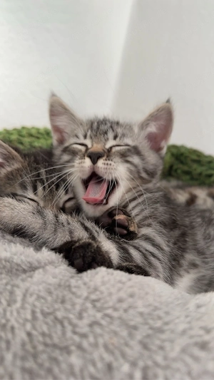 Bengalkitten Jungs suchen ein liebevolles zuhause