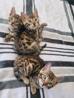 Bezaubernde reinrassige Bengal-Kätzchen mit TICA-Stammbaum. WhatsApp: 015777944807 