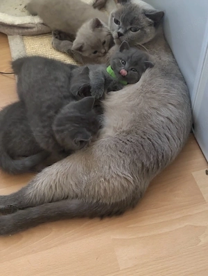 BKH Reinrasig zuckersüße Baby Kätzchen.