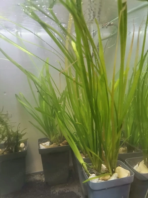 Aquarienpflanzen (verschiedene) abzugeben