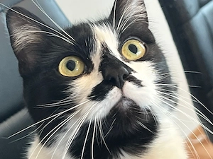 Charlie und Ruby suchen ein zu Hause