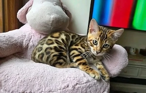 Außergewöhnliche reinrassige Bengal-Kätzchen!!! WhatsApp: 015777944807 