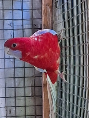 Pennantsittich abzugeben