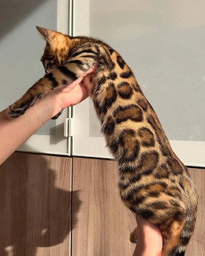Außergewöhnliche reinrassige Bengal-Kätzchen!!! WhatsApp: 015777944807 