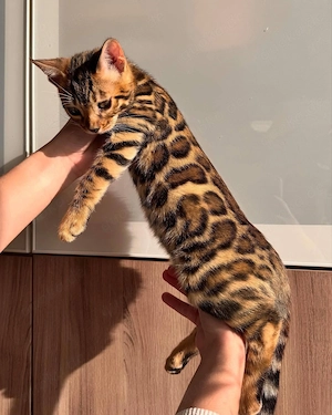 Reinrassige Bengal-Kätzchen mit TICA-Stammbaum. WhatsApp: 015777944807 