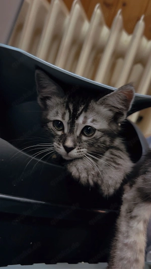 Bengalkitten Jungs suchen ein liebevolles zuhause