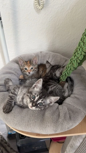 Bengalkitten Jungs suchen ein liebevolles zuhause Bild 4