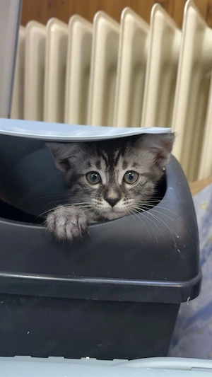 Bengalkitten Jungs suchen ein liebevolles zuhause Bild 3