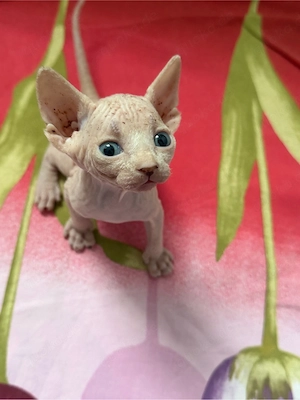 Elf Sphynx Kitten Reservierung