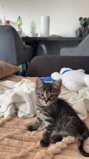 Bengalkitten Jungs suchen liebevolles zuhause