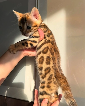 Reinrassige Bengal-Kätzchen mit TICA-Stammbaum. WhatsApp: 015777944807 