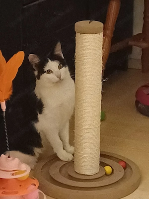 Kuhkätzchen Talia sucht Kuschelkörbchen