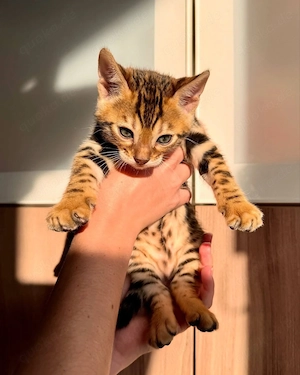 Außergewöhnliche reinrassige Bengal-Kätzchen!!! WhatsApp: 015777944807  