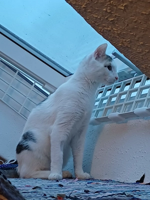 Der süße Fleki   ein kleiner Sonnenschein