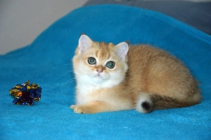 Süße BKH Golden   Silver Shaded Babykatzen - entwurmt und geimpft