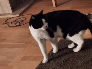 lieber kater sucht ein neues Zuhause 