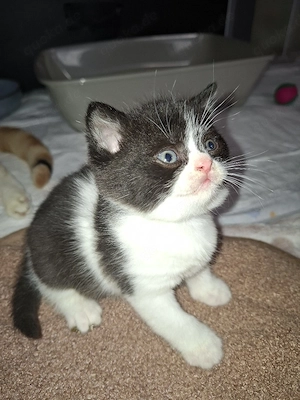 Reinrassige Britisch Kurzhaar Kitten mit STAMMBAUM  Bild 2