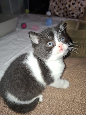 Reinrassige Britisch Kurzhaar Kitten mit STAMMBAUM  Bild 3