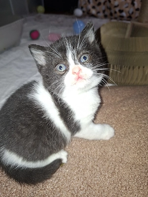 Reinrassige Britisch Kurzhaar Kitten mit STAMMBAUM 