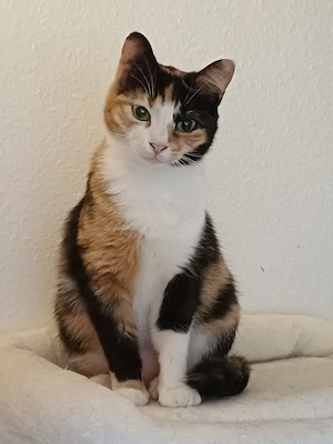 Glückskätzchen Alicia sucht passendes Zuhause