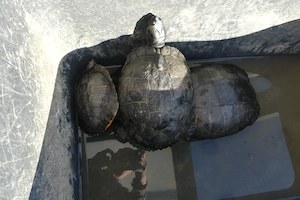 Teichfeste Wasserschildkröten