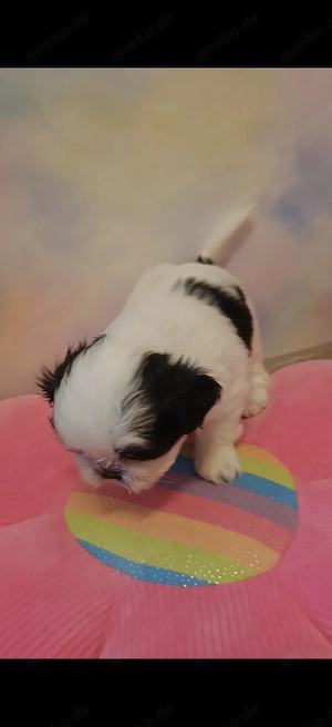 Shih tzu noch zwei Jungs 