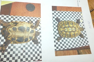Zwei Griechische Landschildkröten abzugeben 