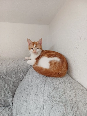 Der kleine Kevin   nicht allein Zuhause