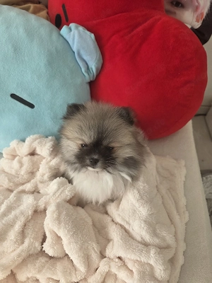 Zwergspitz Pomeranien 