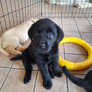 Labrador-Welpen