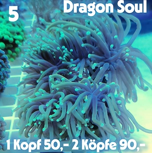 Meerwasser Korallen-Ableger !!! EXPRESSVERSAND !!!