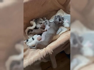 Entzückende Chihuahua-Welpen suchen ein Zuhause für immer   Rüden und Hündinnen verfügbar