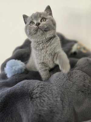 Wunderschöne bkh Kitten 