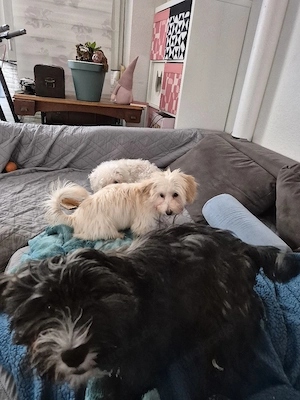 Havanneser Mix Welpen m  w