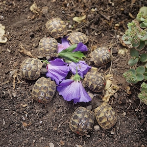 Griechische Landschildkröten aus dem Jahr 2024