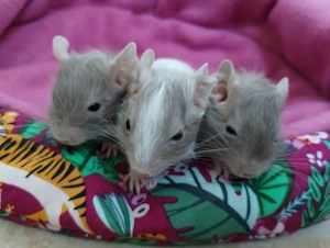 Super süßer Degu Nachwuchs:Sonderfarben:Schoko-Schecken suchen demnächst Heugeber!
