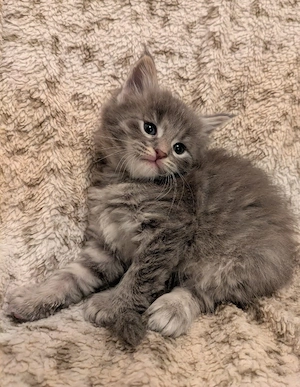 Maine Coon Mix Kater 