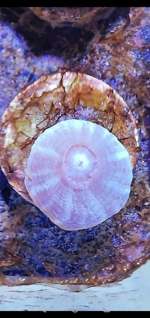 Meerwasser Caulastrea LPS