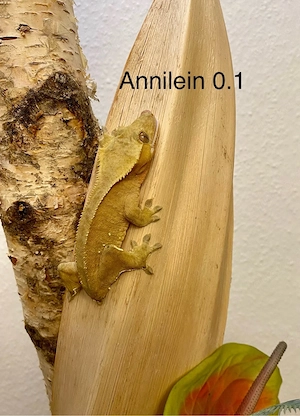 Kronengecko Correlophus ciliatus diverse Morphen Bild 10