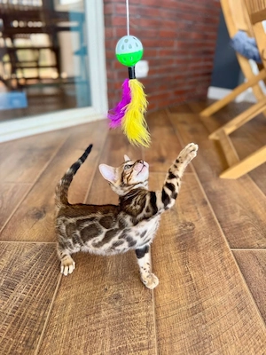 Bengal-Kätzchen WhatsApp: (15510055069)