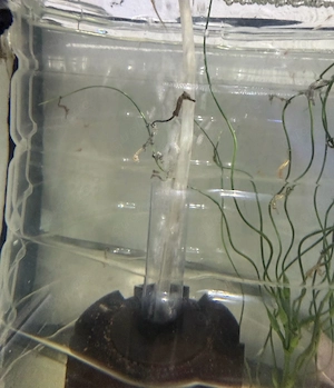 Meerwasser ca 15 Stück 4 Monaten alt frisst Artemia nur abholen wenn alles zusammen besser Erectus