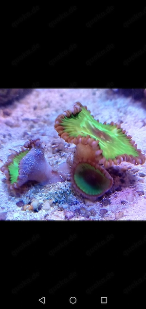 Meerwasser Palythoa Grandis 3 Köpfe