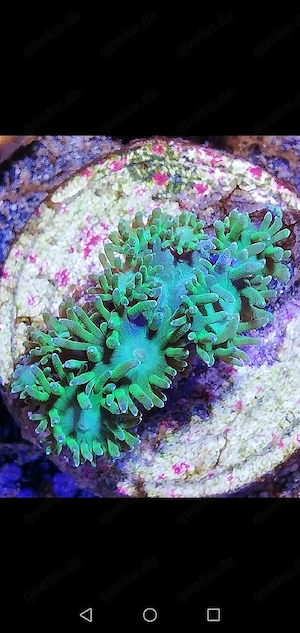 Meerwasser Turbinaria LPS Steinkoralle 