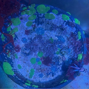 Meerwasser ca 40 Köpfe Korallen grüne 