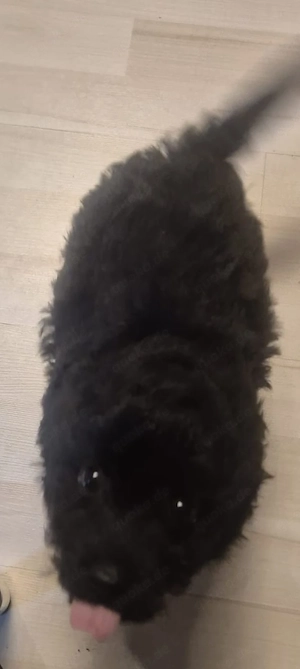 Pudel- Chihuahua Mix  Chipoo , männlich, 10 Wochen, entwurmt Bild 6