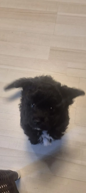 Pudel- Chihuahua Mix  Chipoo , männlich, fast 9 Wochen, entwurmt