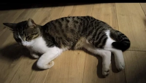 Brioche Verschmuster Kinderkater sucht seine Familie 