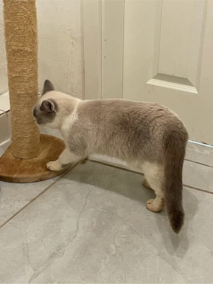 Eine wunderschöne Kater.